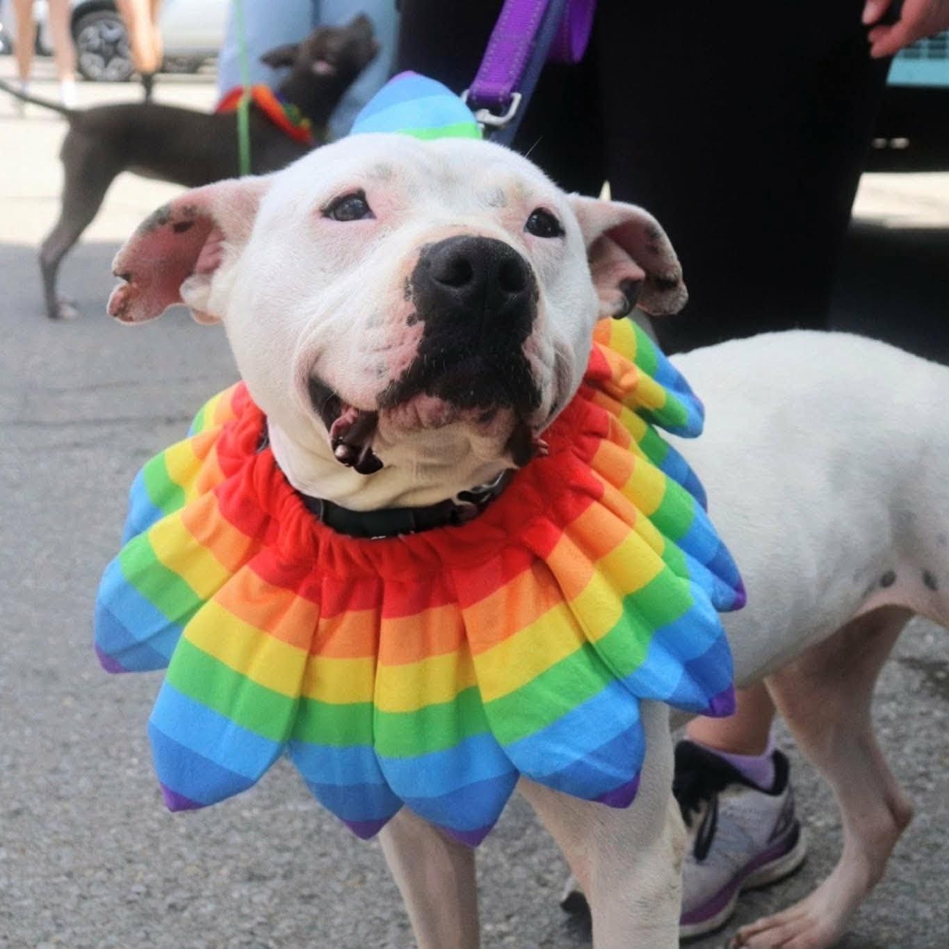 Enlarge Stormy, a ADOPTABLE mixed breed in Buffalo, NY image 2/6