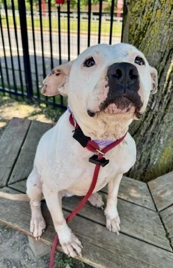 Enlarge Stormy, a ADOPTABLE mixed breed in Buffalo, NY image 3/6