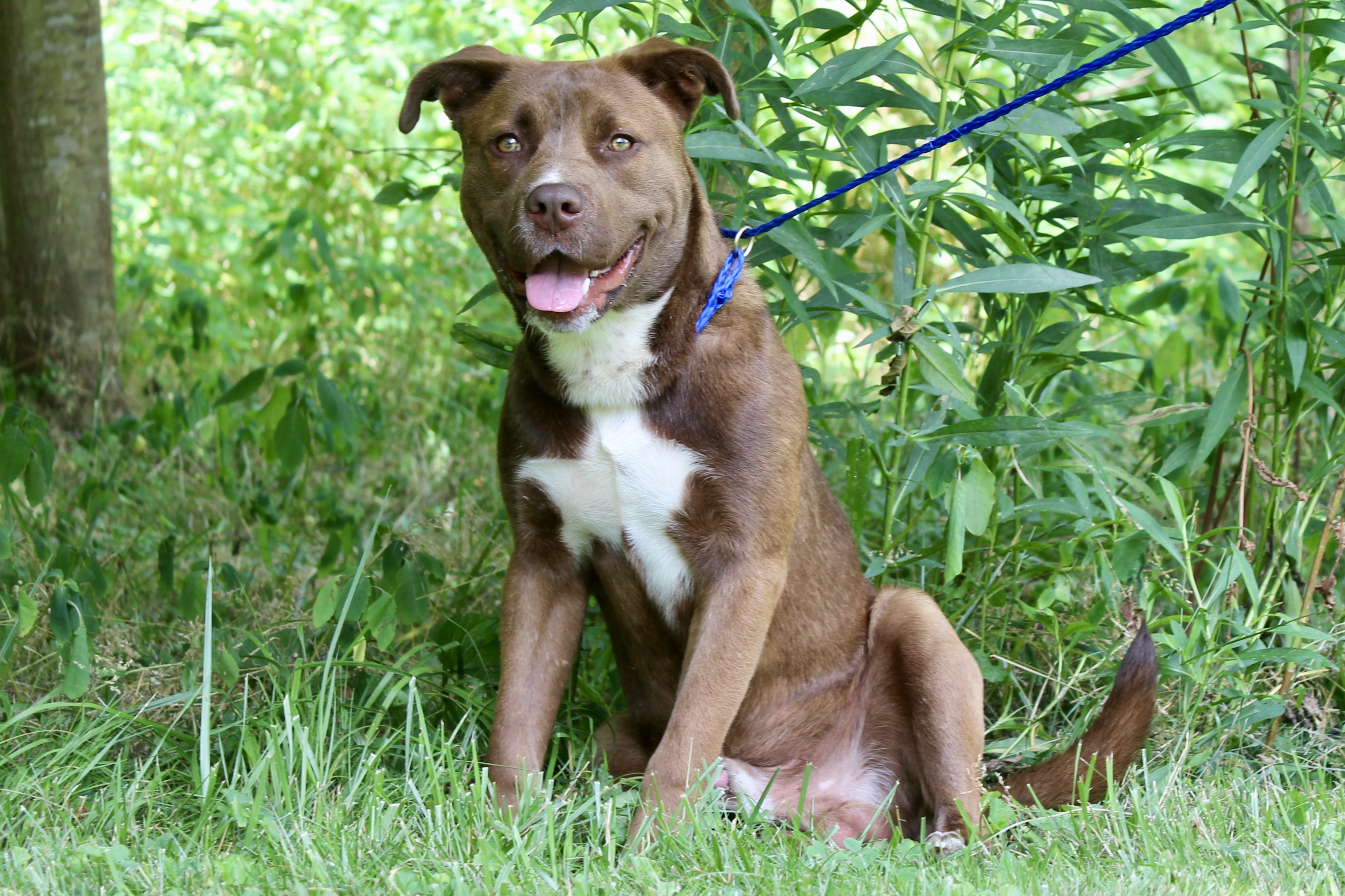 MARRON — thumbnail 2