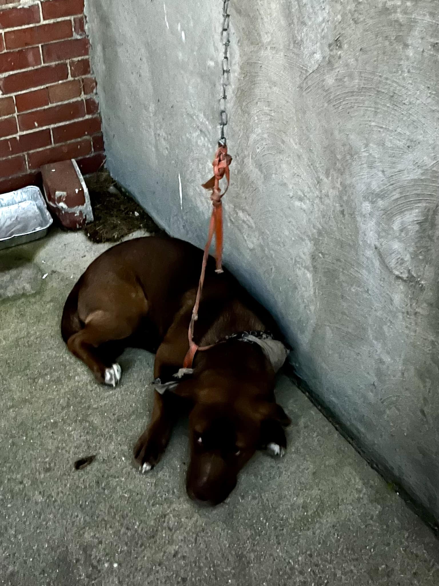 MARRON — thumbnail 5