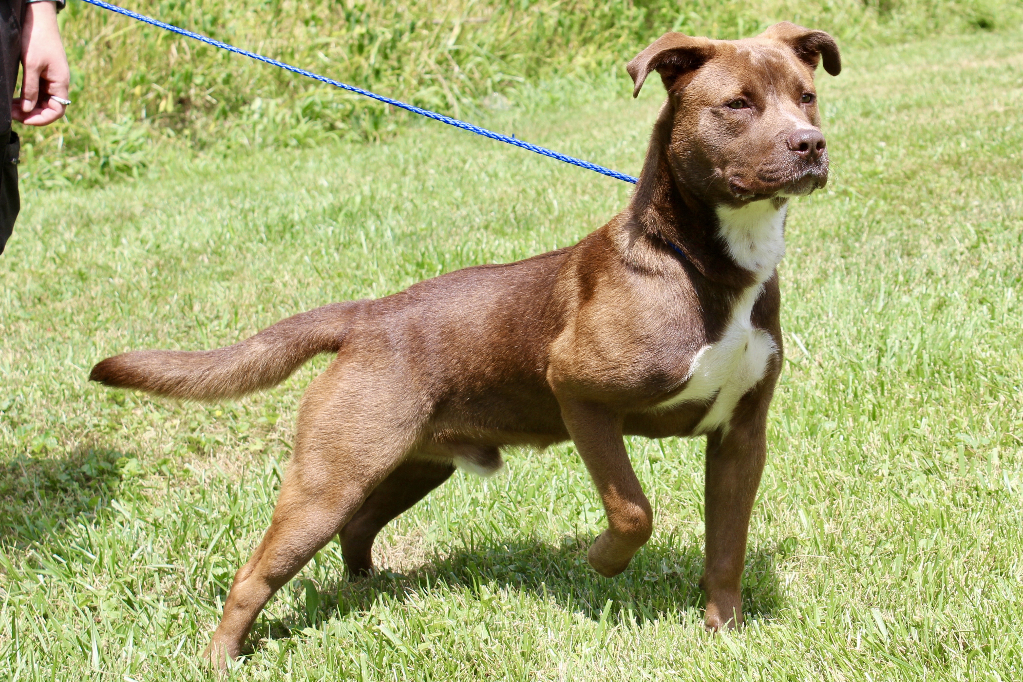 MARRON — thumbnail 6