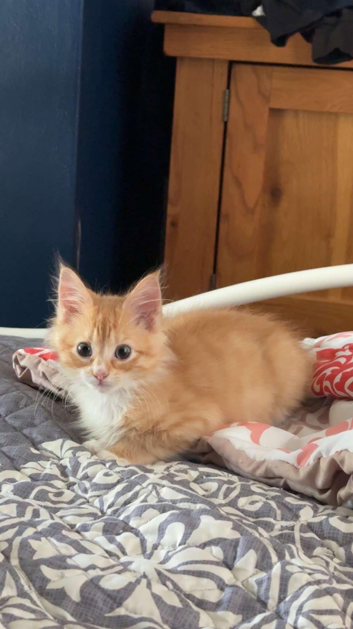 Waffles and Chicken Bonded