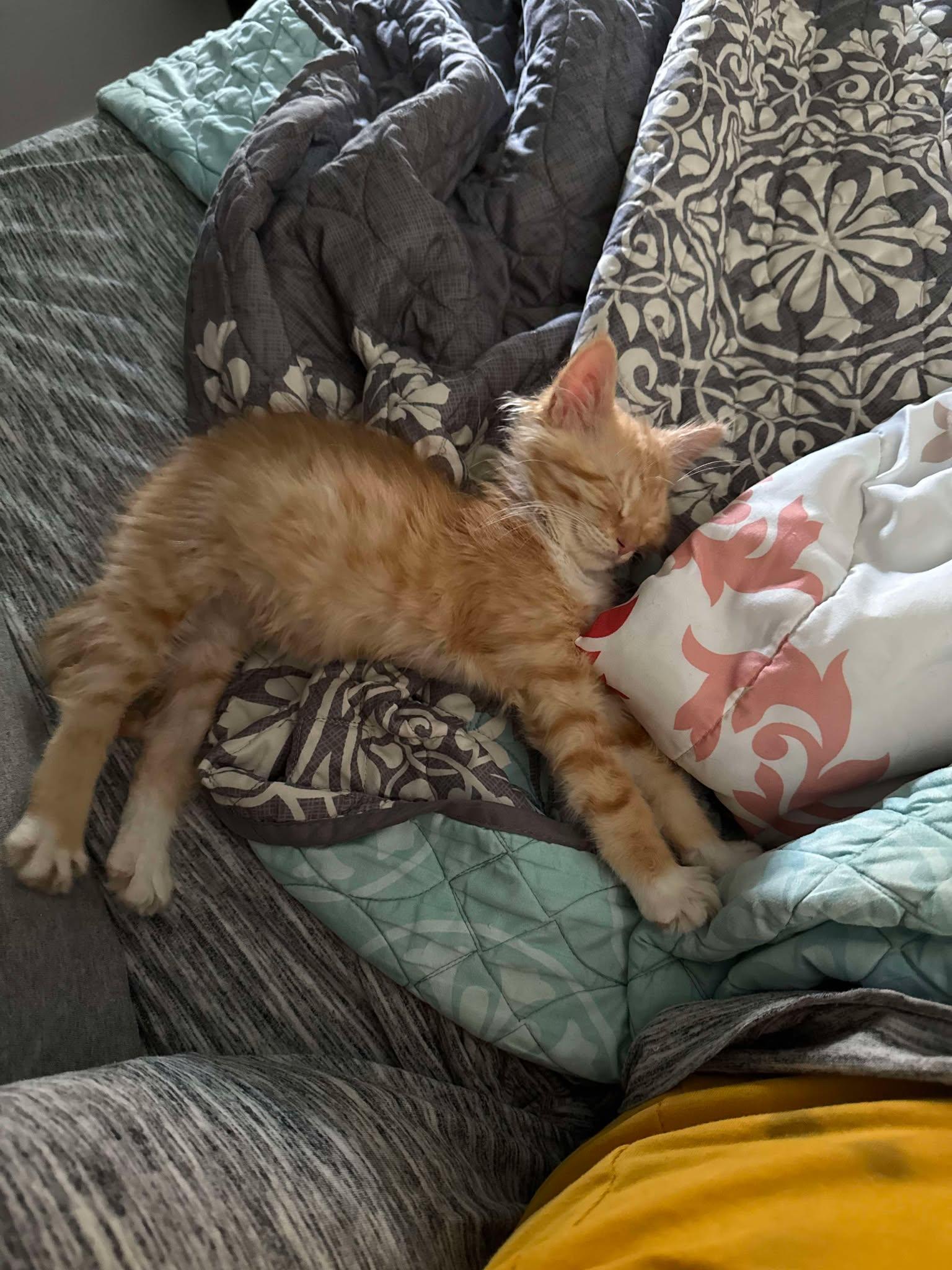 Waffles and Chicken Bonded