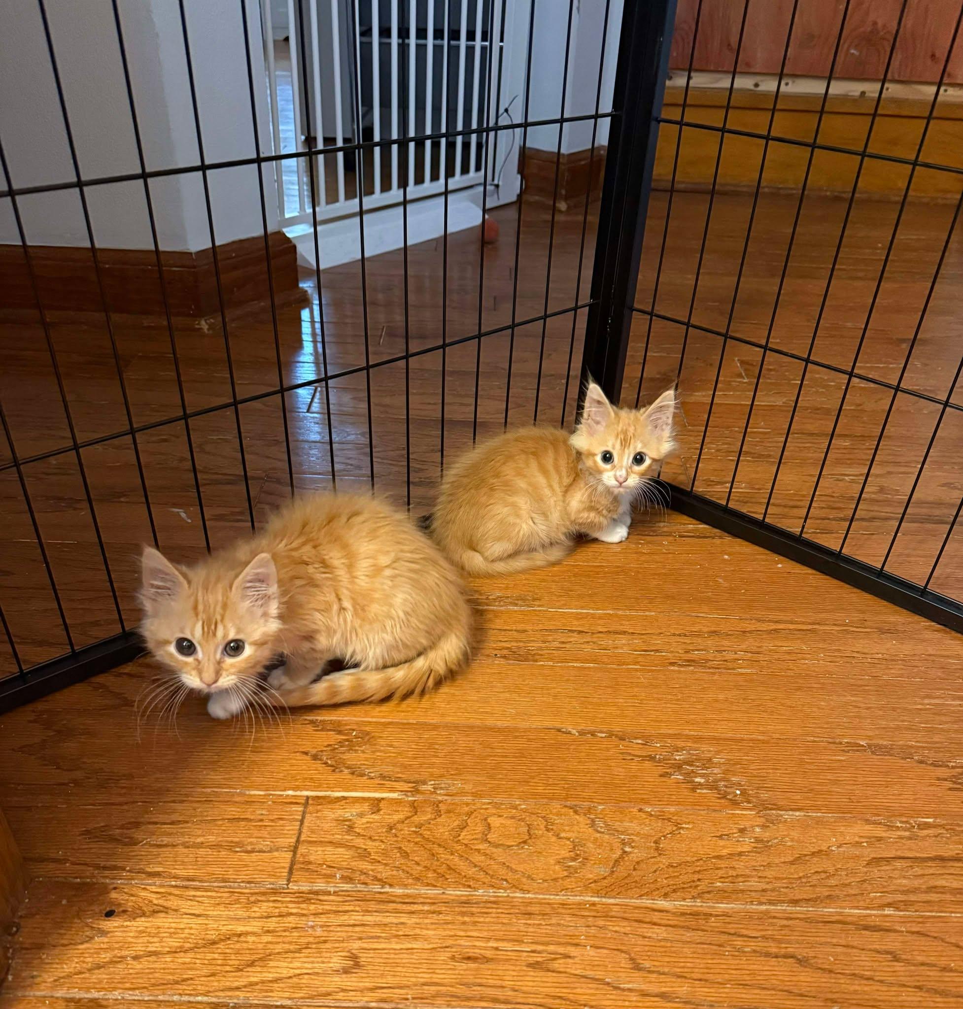 Waffles and Chicken Bonded