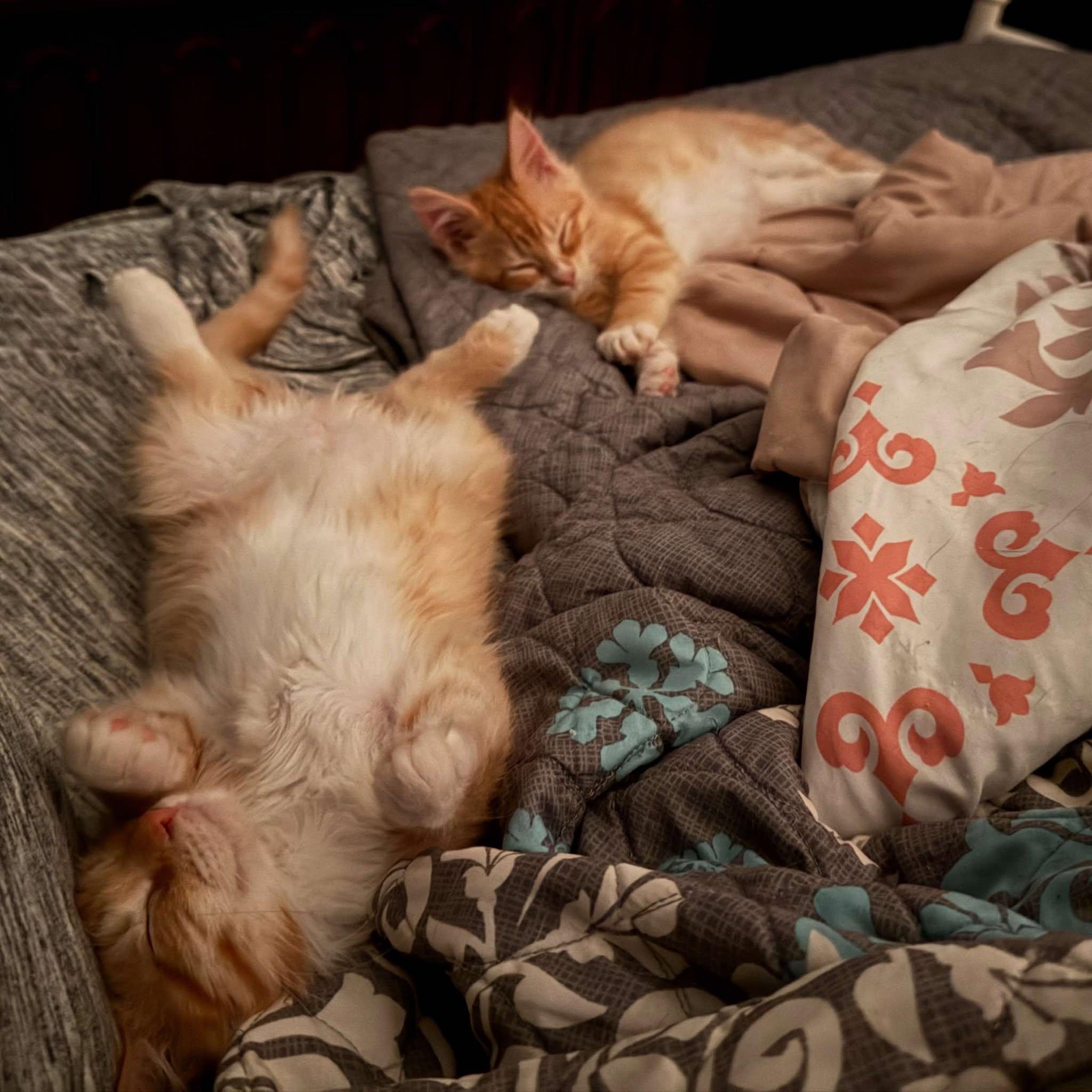 Waffles and Chicken Bonded