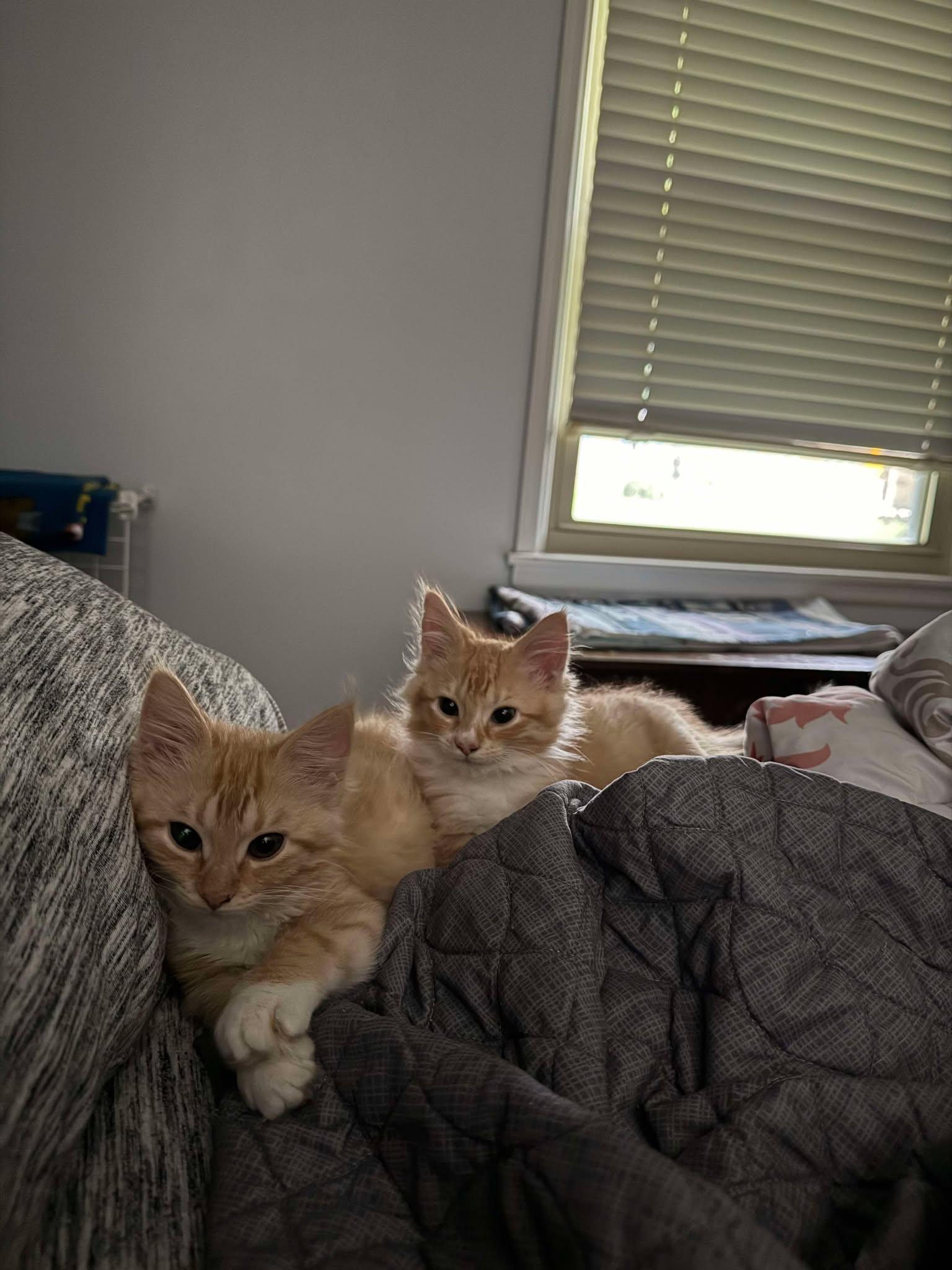 Waffles and Chicken Bonded