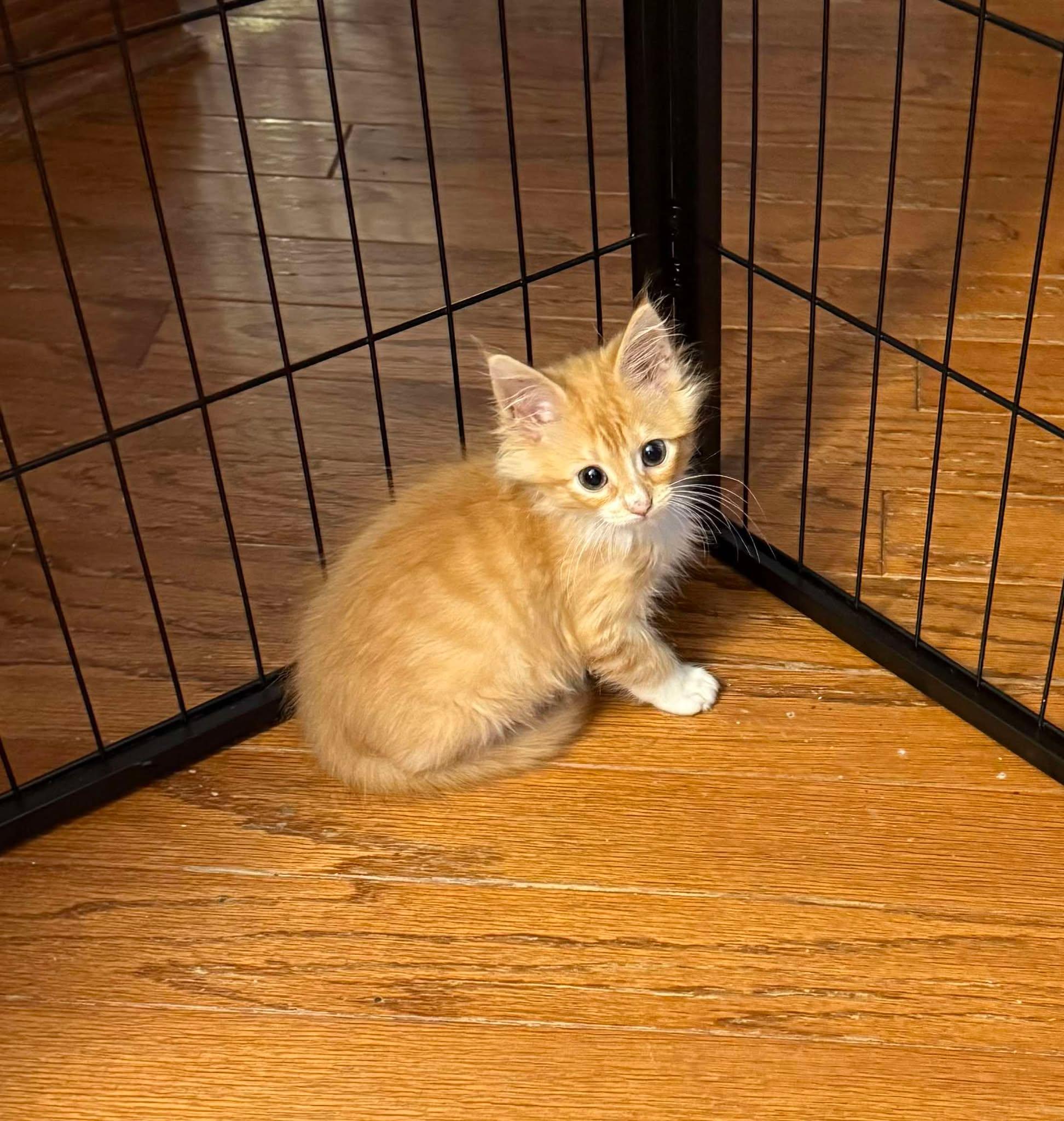 Waffles and Chicken Bonded