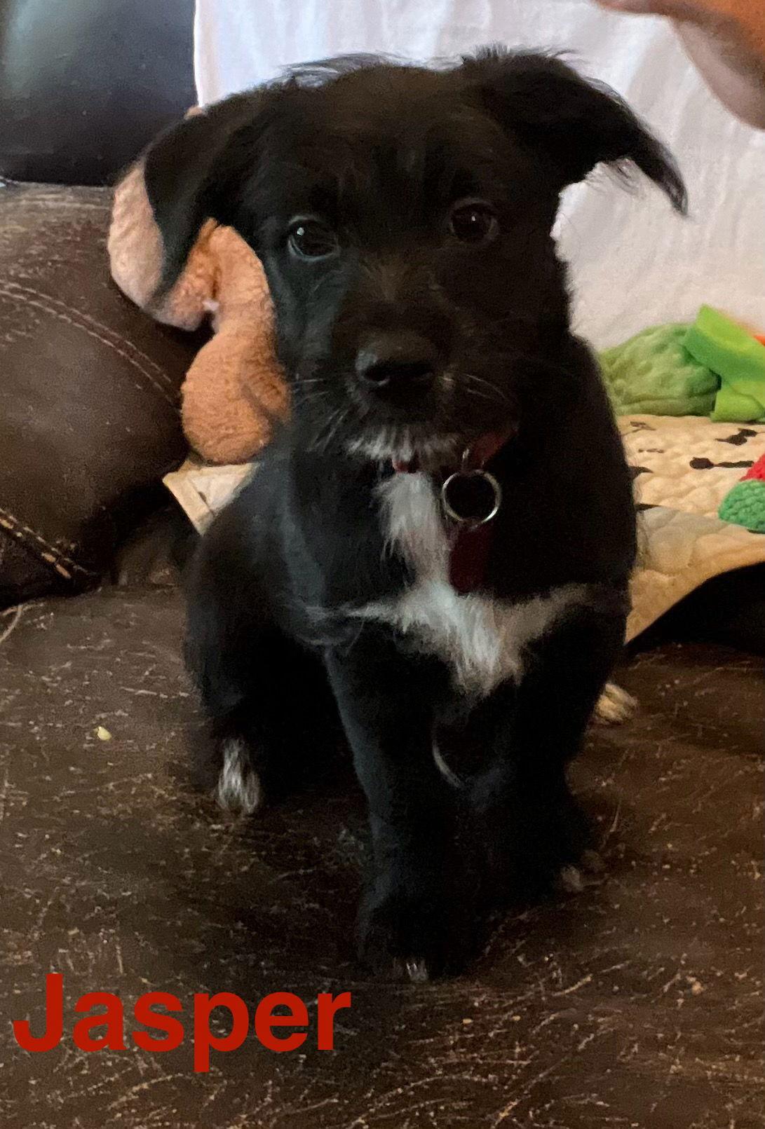 Jasper, Adopted, Puppy Male Terrier.