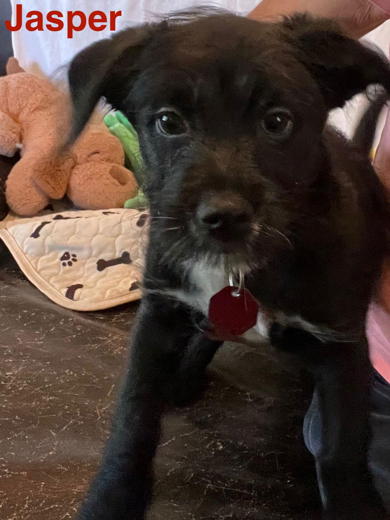 Jasper, a Adopted Terrier in Pipe Creek, TX image 3/3