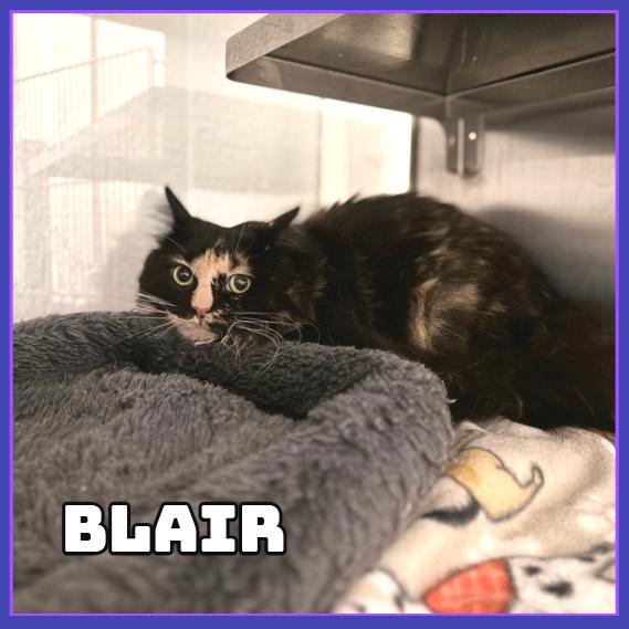 Blair, Adoptable, Adult Female Domestic Long Hair.