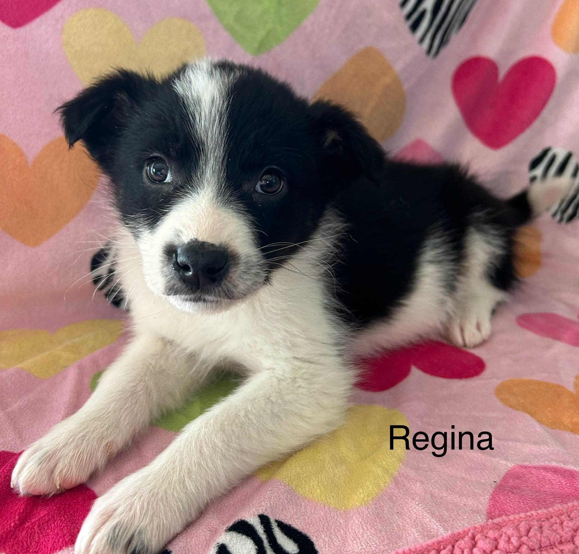 Regina, ADOPTABLE, Young Female Great Pyrenees & Australian Shepherd.