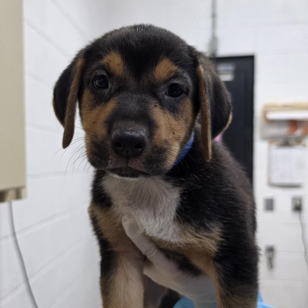 Wilbur, Adoptable, Puppy Male Mixed Breed & Mixed Breed.