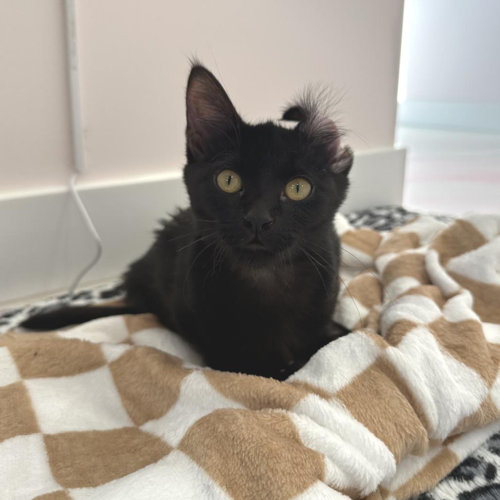Zara, Adoptable, Young Female Domestic Short Hair.