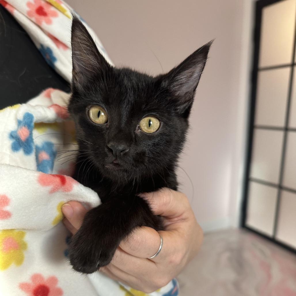 Zara, a Adoptable Domestic Short Hair in Forest Park, IL image 2/5