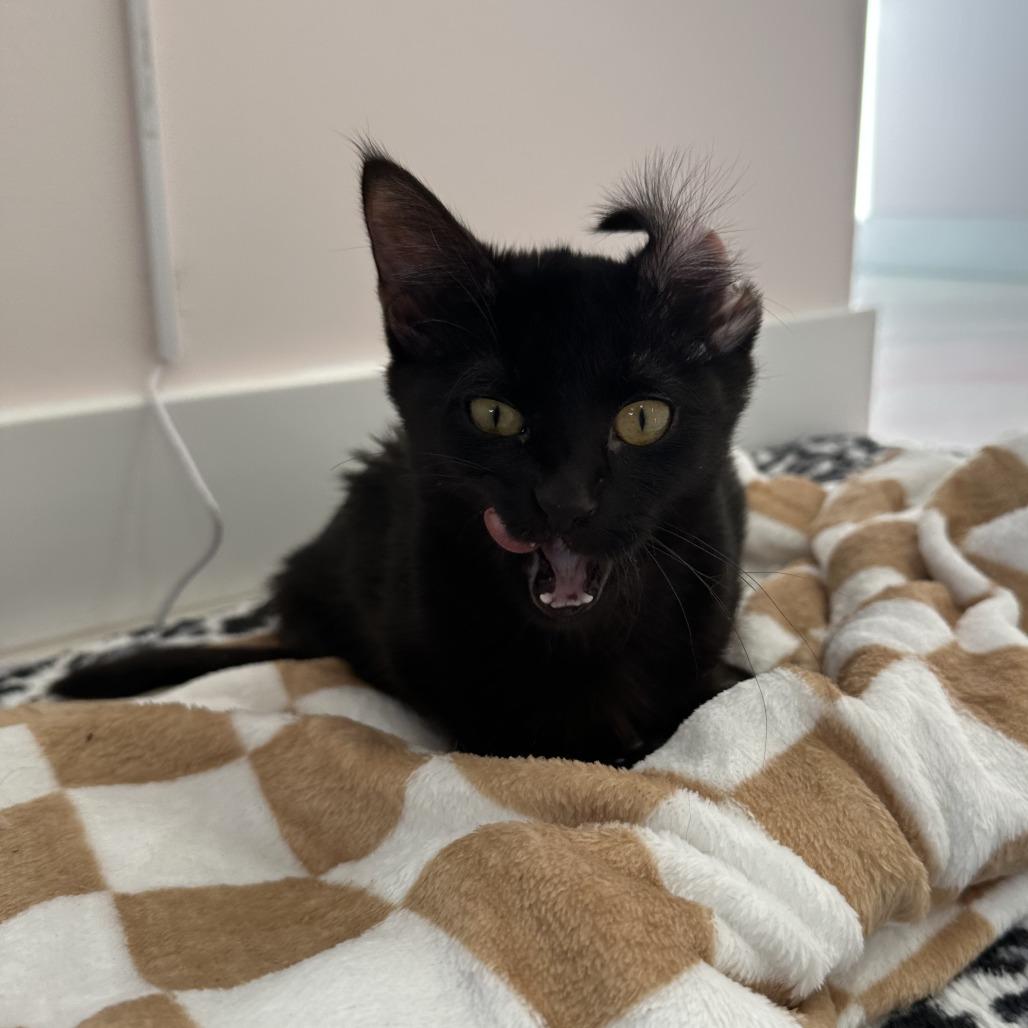 Zara, a Adoptable Domestic Short Hair in Forest Park, IL image 3/5