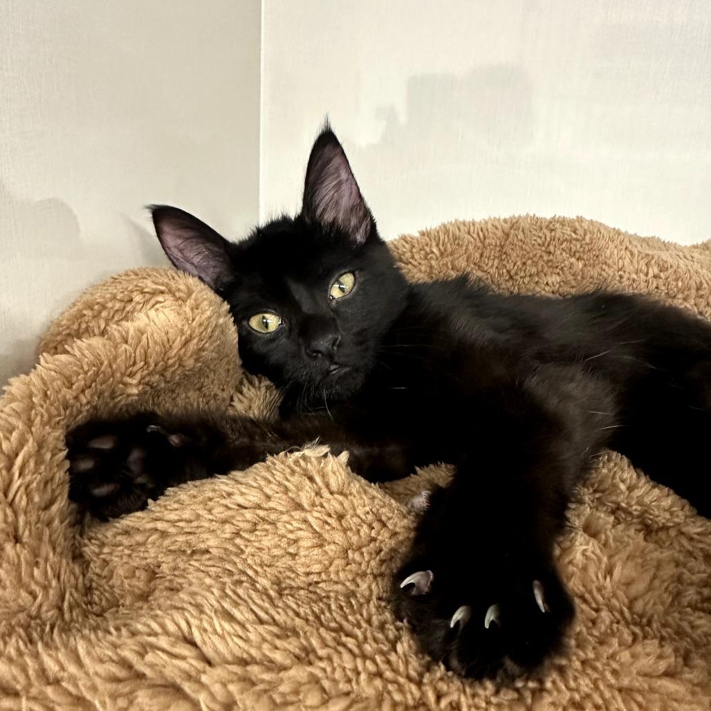Zara, a Adoptable Domestic Short Hair in Forest Park, IL image 4/5