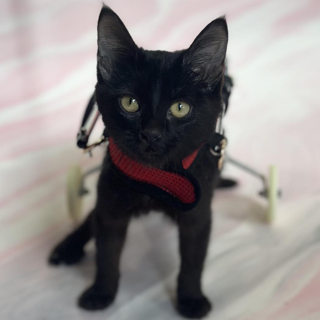 Zara, a Adoptable Domestic Short Hair in Forest Park, IL image 5/5