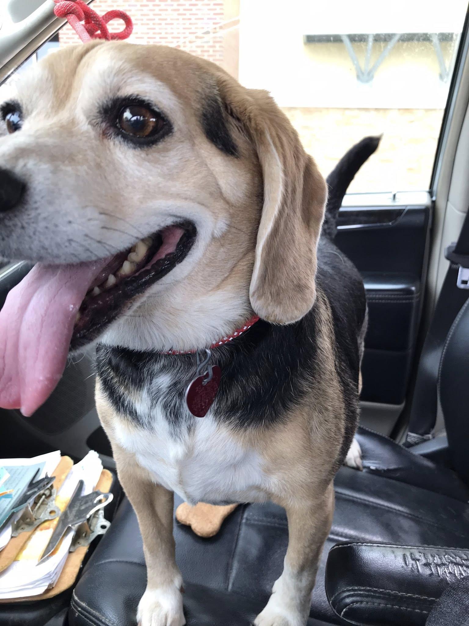 Enlarge Lucy Beagle Girl - ADOPTED!, a Adopted mixed breed in Olive Branch, MS image 2/5