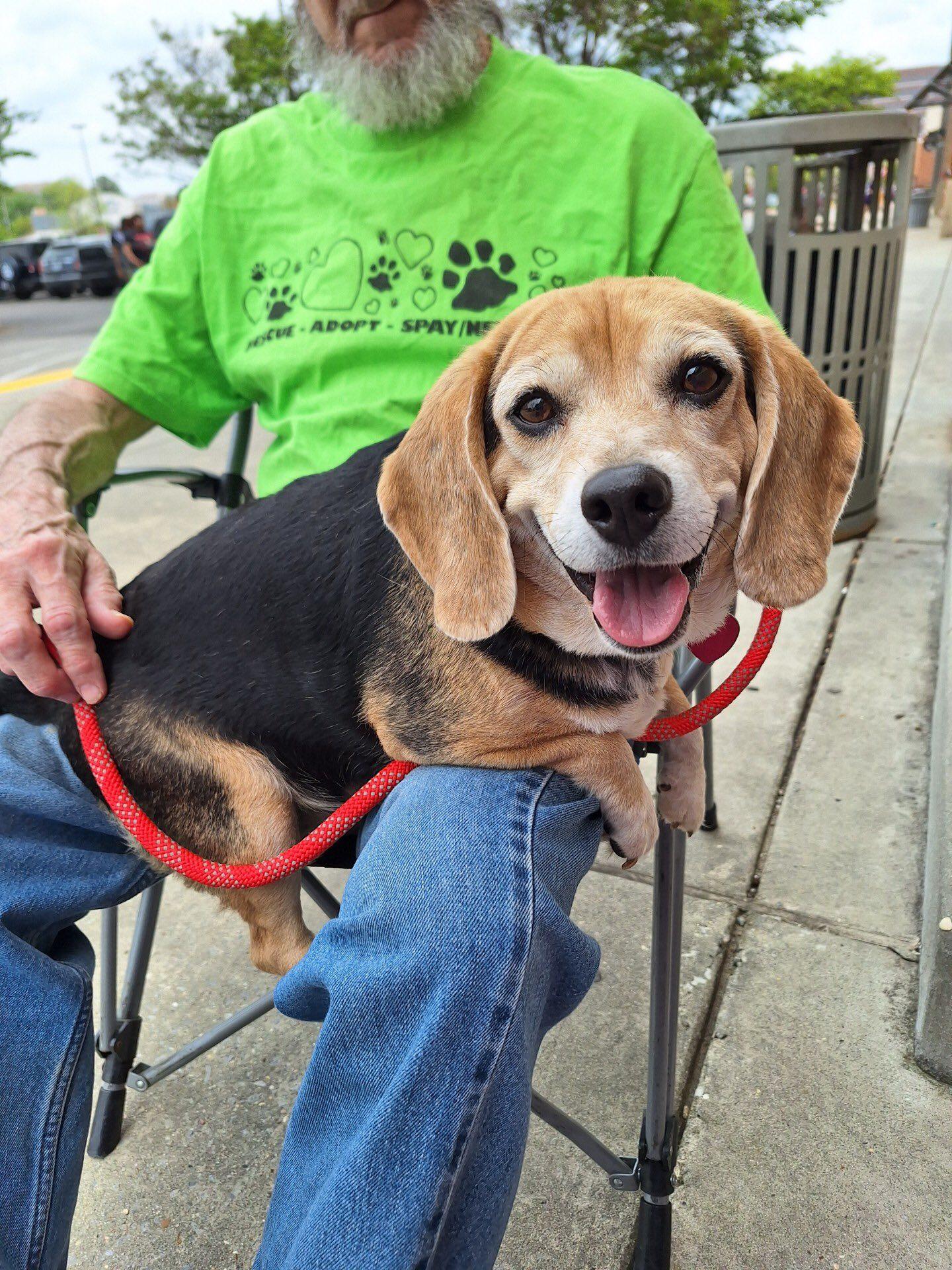 Enlarge Lucy Beagle Girl - ADOPTED!, a Adopted mixed breed in Olive Branch, MS image 1/5