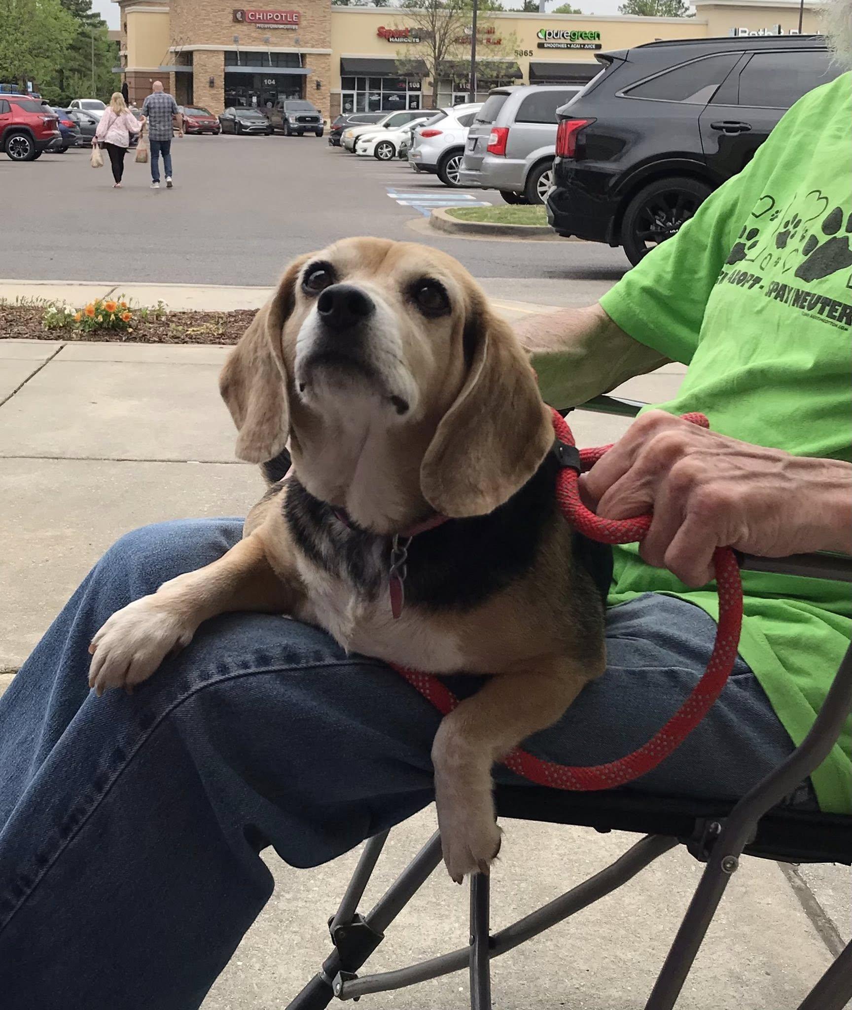 Enlarge Lucy Beagle Girl - ADOPTED!, a Adopted mixed breed in Olive Branch, MS image 4/5