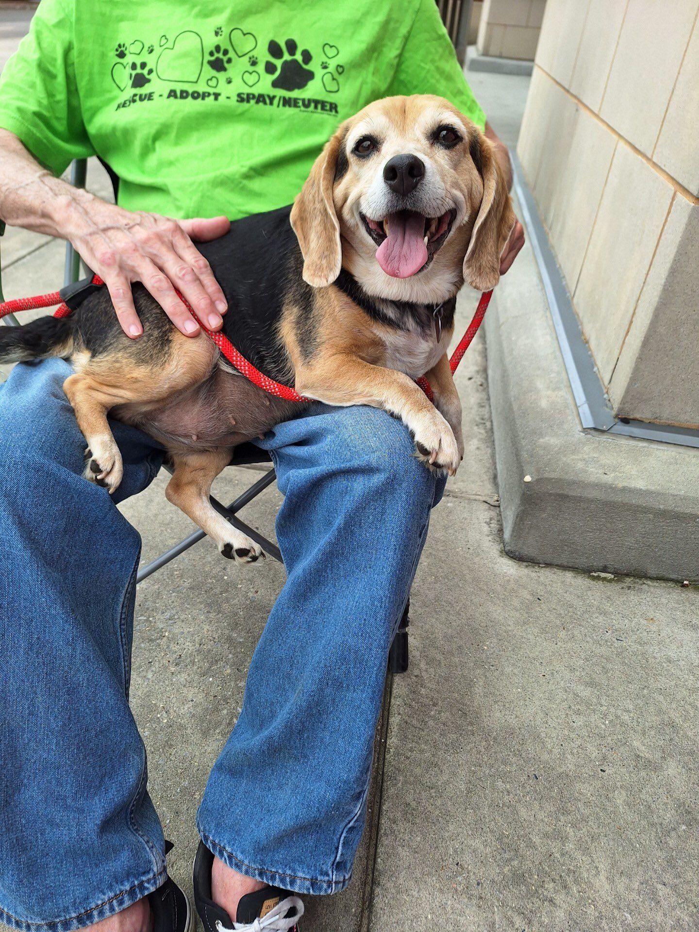 Enlarge Lucy Beagle Girl - ADOPTED!, a Adopted mixed breed in Olive Branch, MS image 5/5