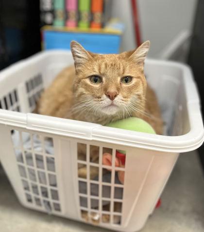 Gerry, Adoptable, Senior Male Domestic Short Hair & Domestic Short Hair.