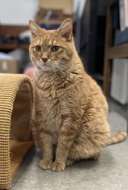 Gerry, Adoptable, Senior Male Domestic Short Hair & Domestic Short Hair.