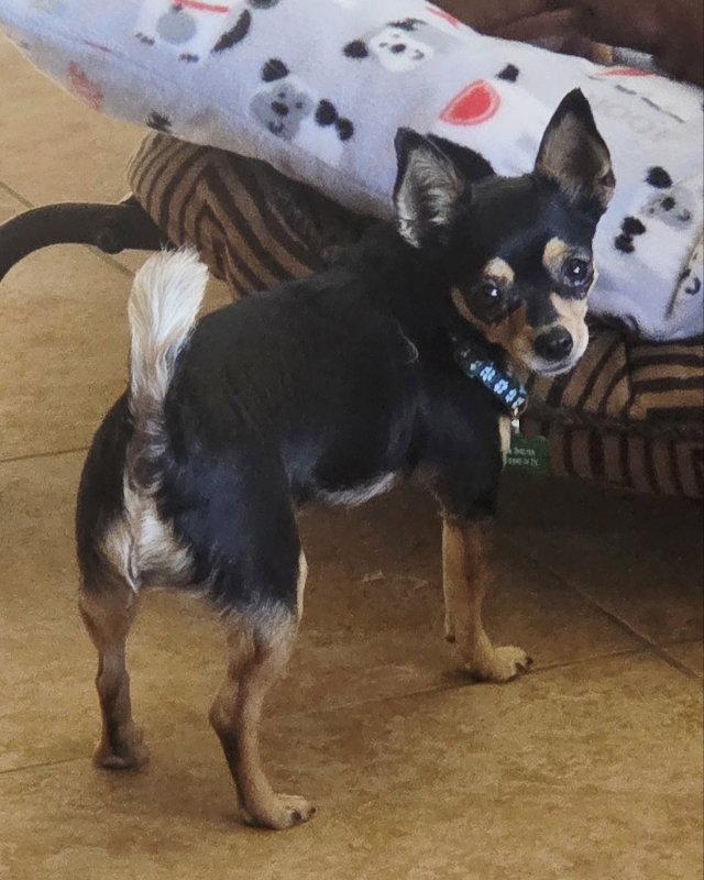 Hope, Adopted, Young Female Chihuahua.