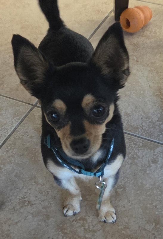 Enlarge Hope, a Adopted Chihuahua in Montgomery, TX image 2/3