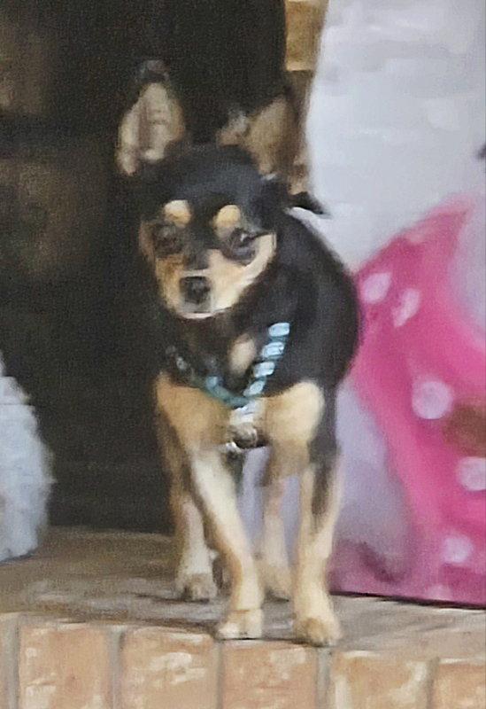 Enlarge Hope, a Adopted Chihuahua in Montgomery, TX image 3/3