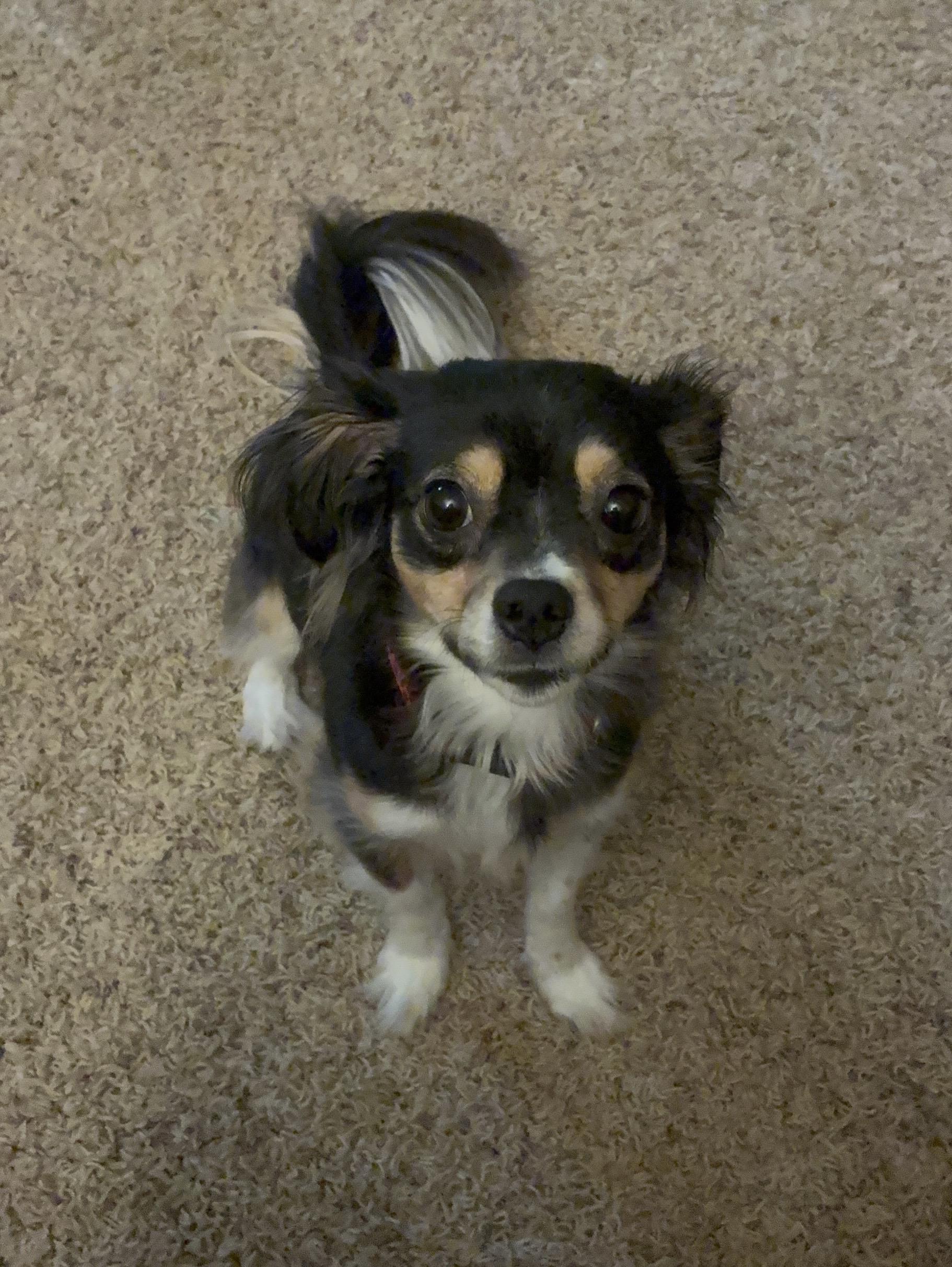 Enlarge Rosie Courtesy Post Indoor Dog, a Adoptable mixed breed in Stockton, CA image 2/3