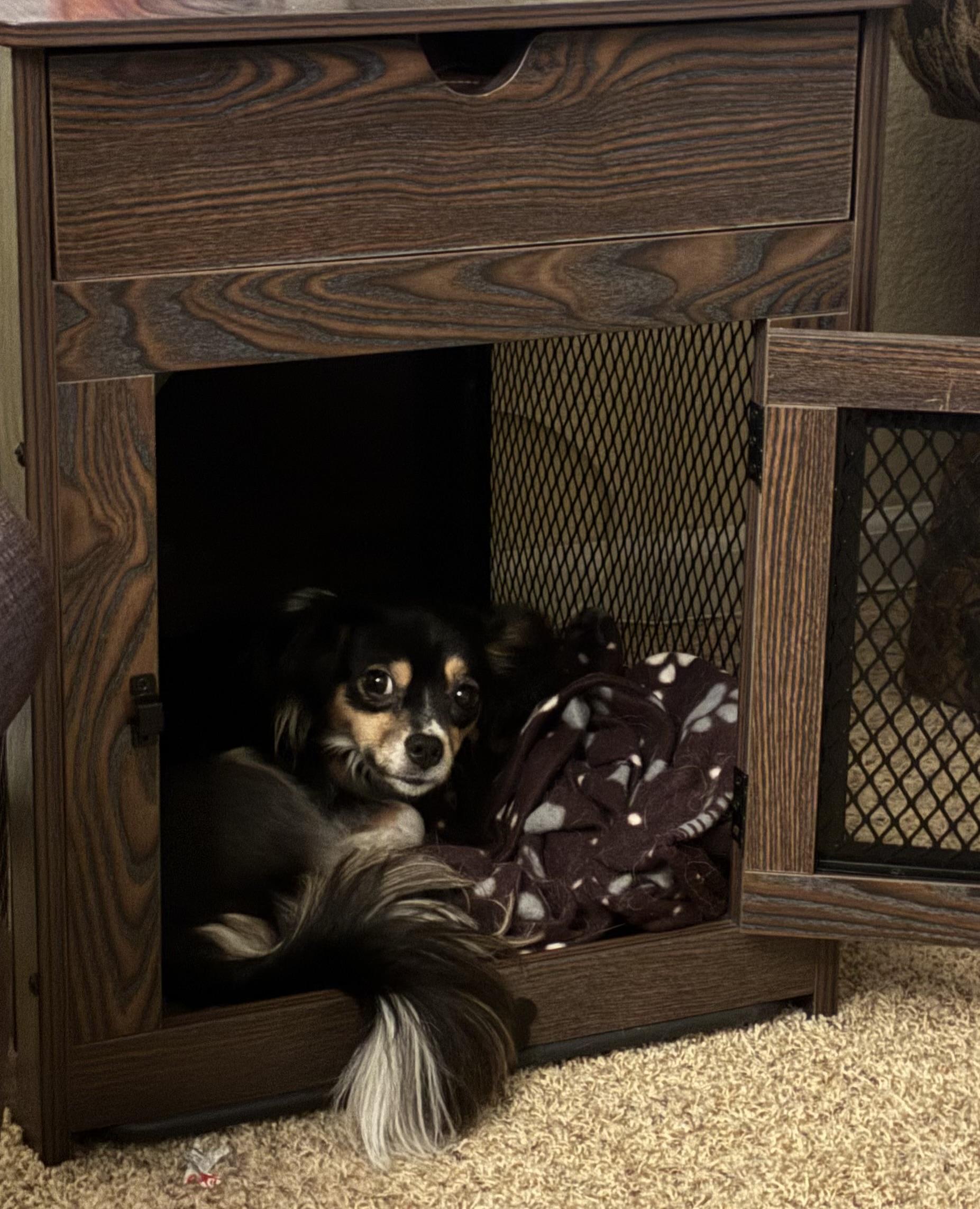 Enlarge Rosie Courtesy Post Indoor Dog, a Adoptable mixed breed in Stockton, CA image 3/3