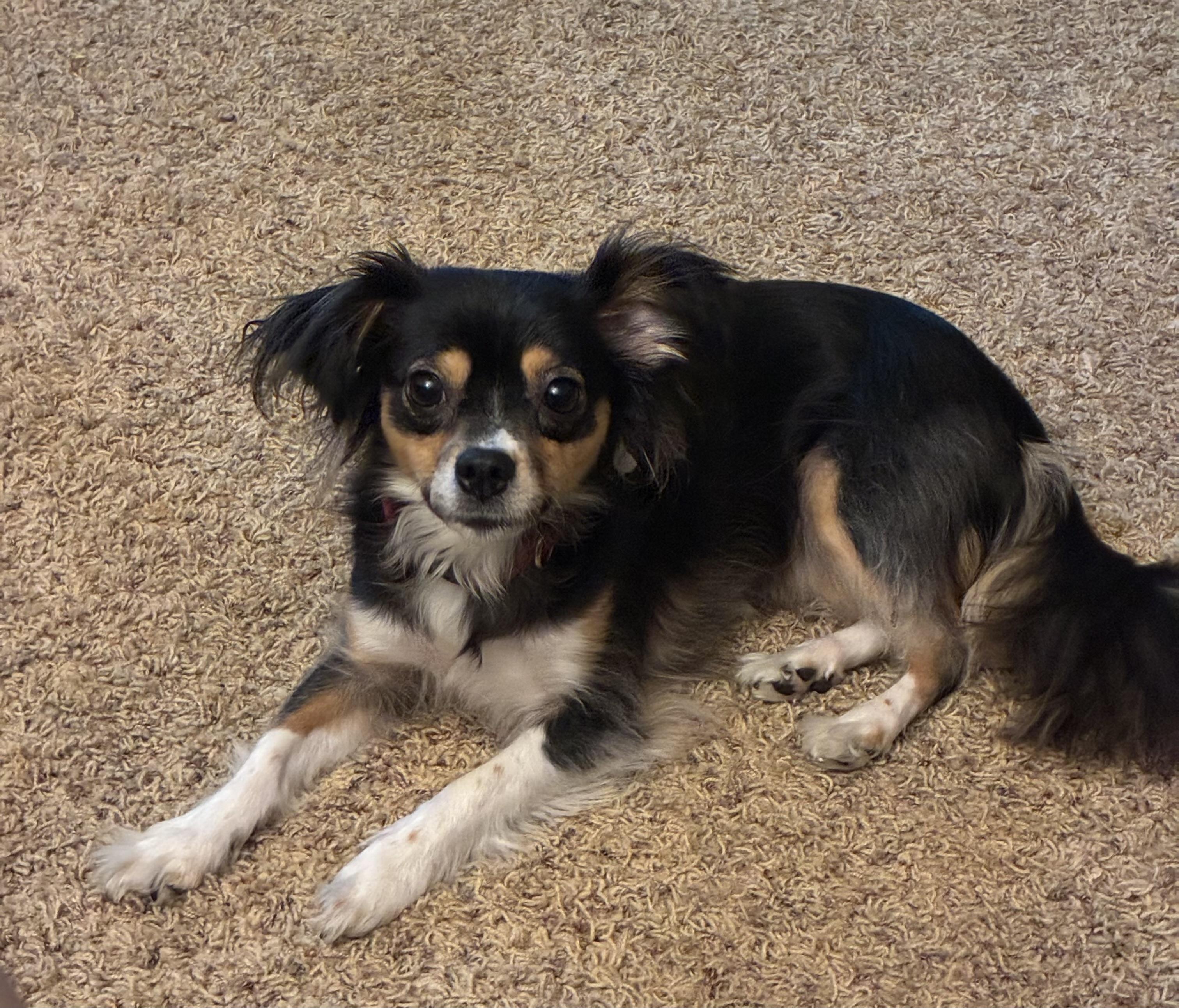 Rosie Courtesy Post Indoor Dog, Adoptable, Young Female Papillon & Chihuahua.