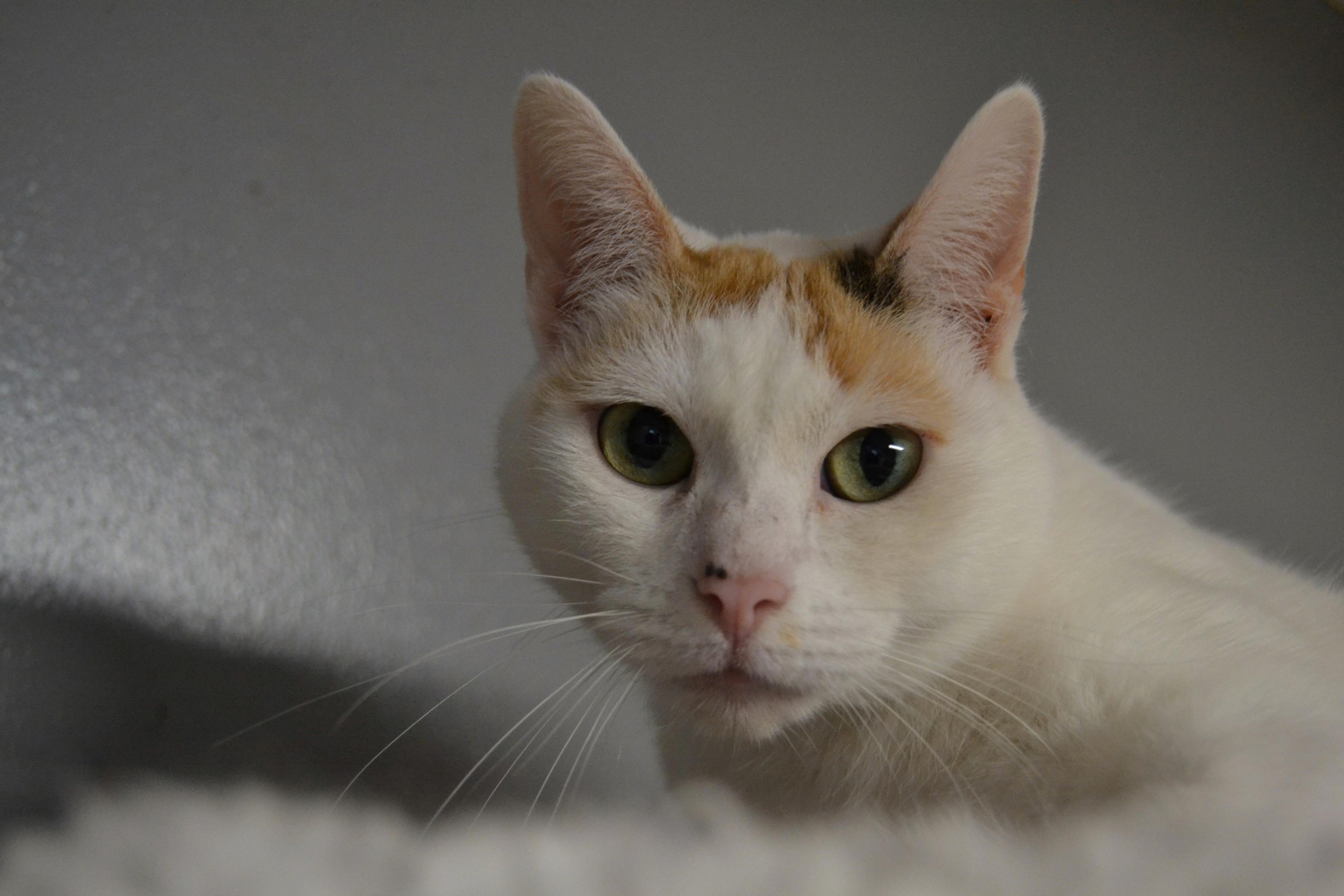 Midge, a Adopted mixed breed in Hershey, PA image 1/6