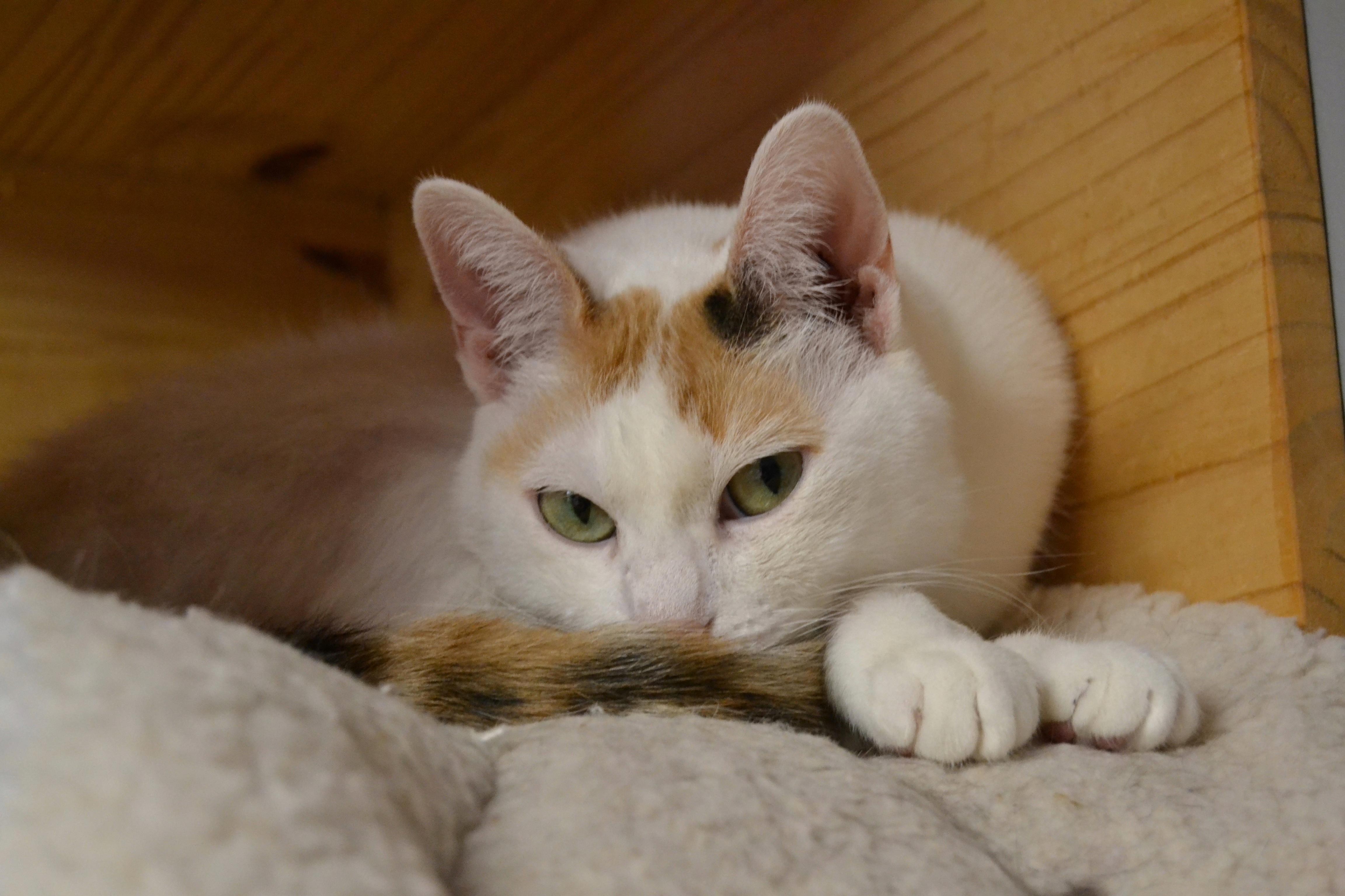 Midge, a Adopted mixed breed in Hershey, PA image 2/6