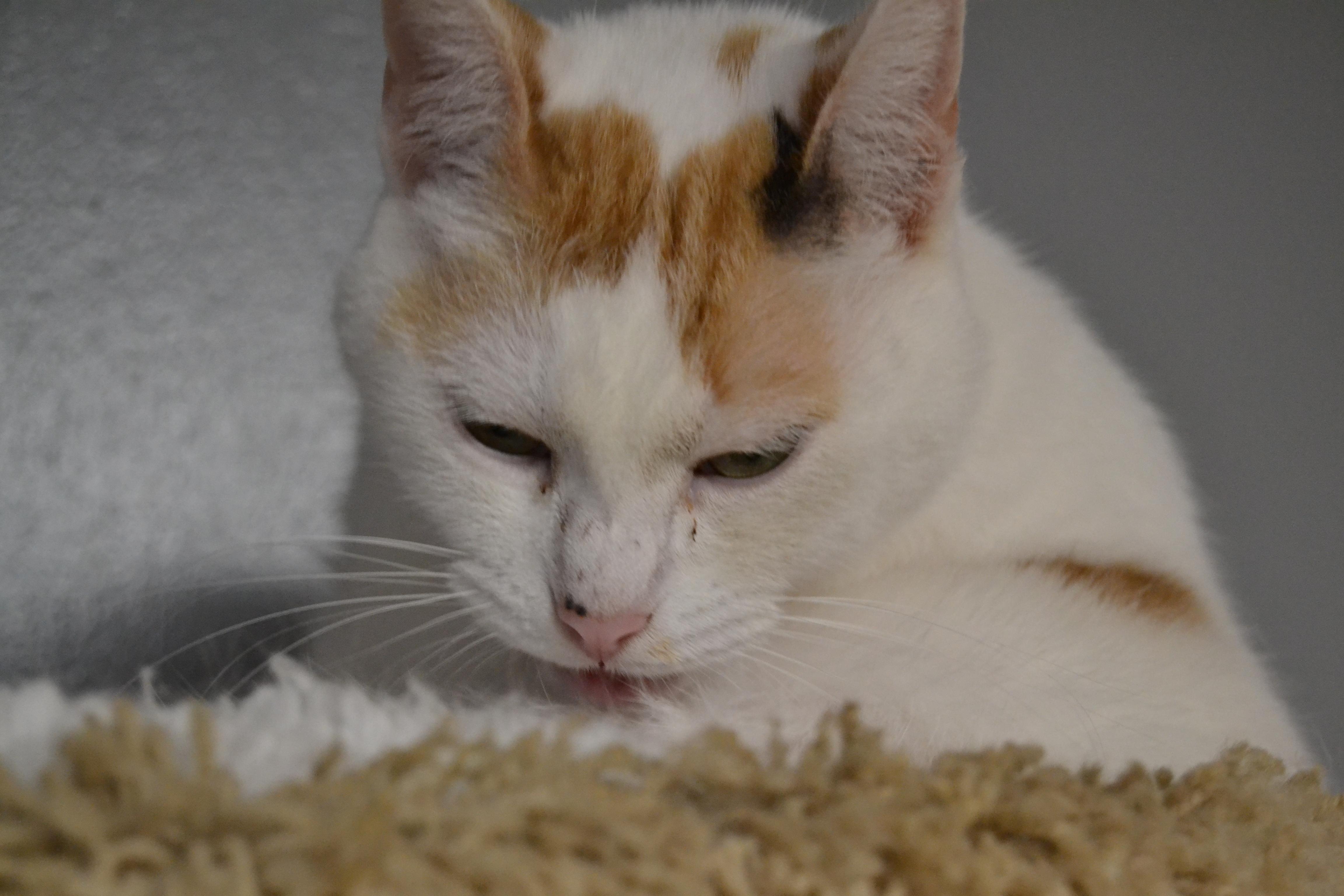 Midge, a Adopted mixed breed in Hershey, PA image 3/6