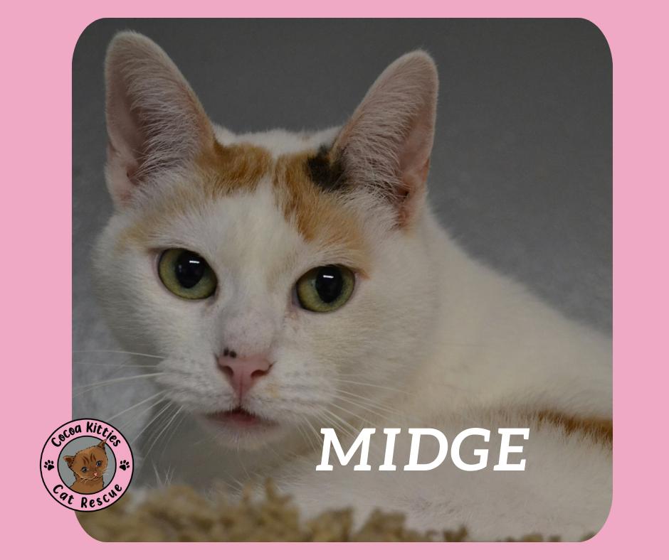 Midge, a Adopted mixed breed in Hershey, PA image 4/6