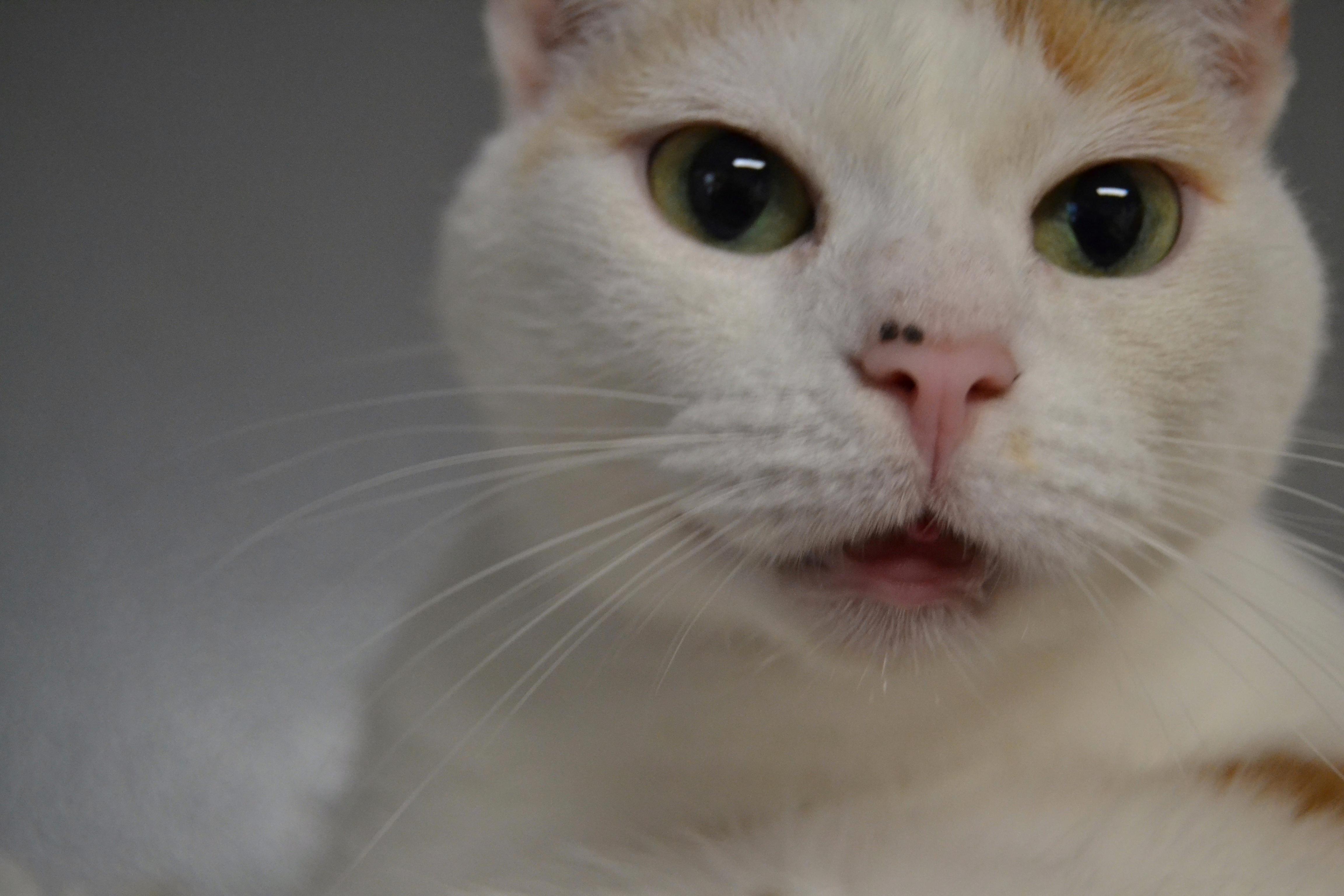 Midge, a Adopted mixed breed in Hershey, PA image 5/6