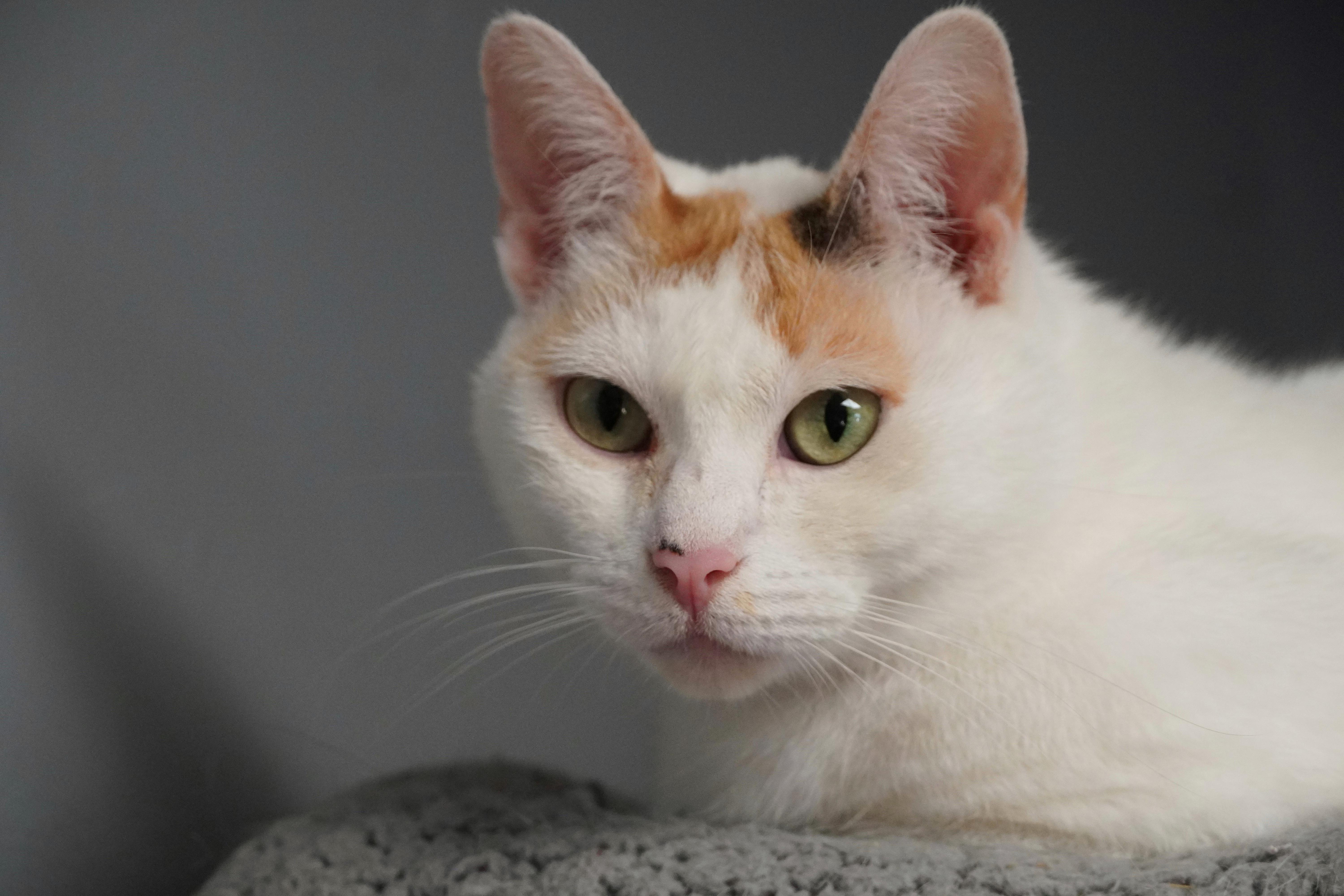 Midge, a Adopted mixed breed in Hershey, PA image 6/6