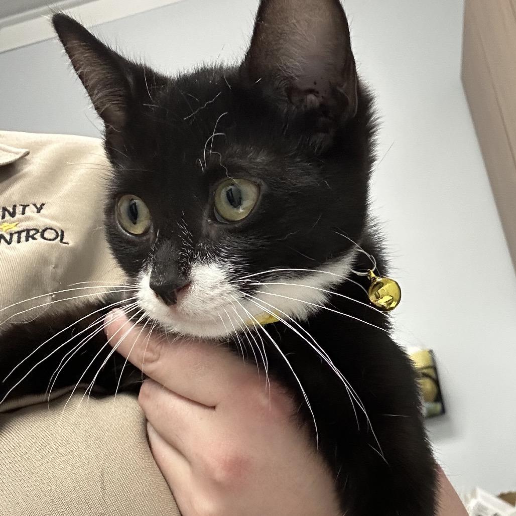 Bubbles, Adoptable, Kitten Female Domestic Short Hair.