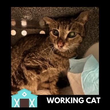 Tiger Shark, Adoptable, Adult Female Domestic Short Hair.