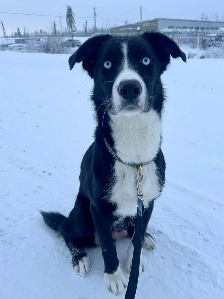 Paulina, a Adoptable mixed breed in Yellowknife, NT image 2/2