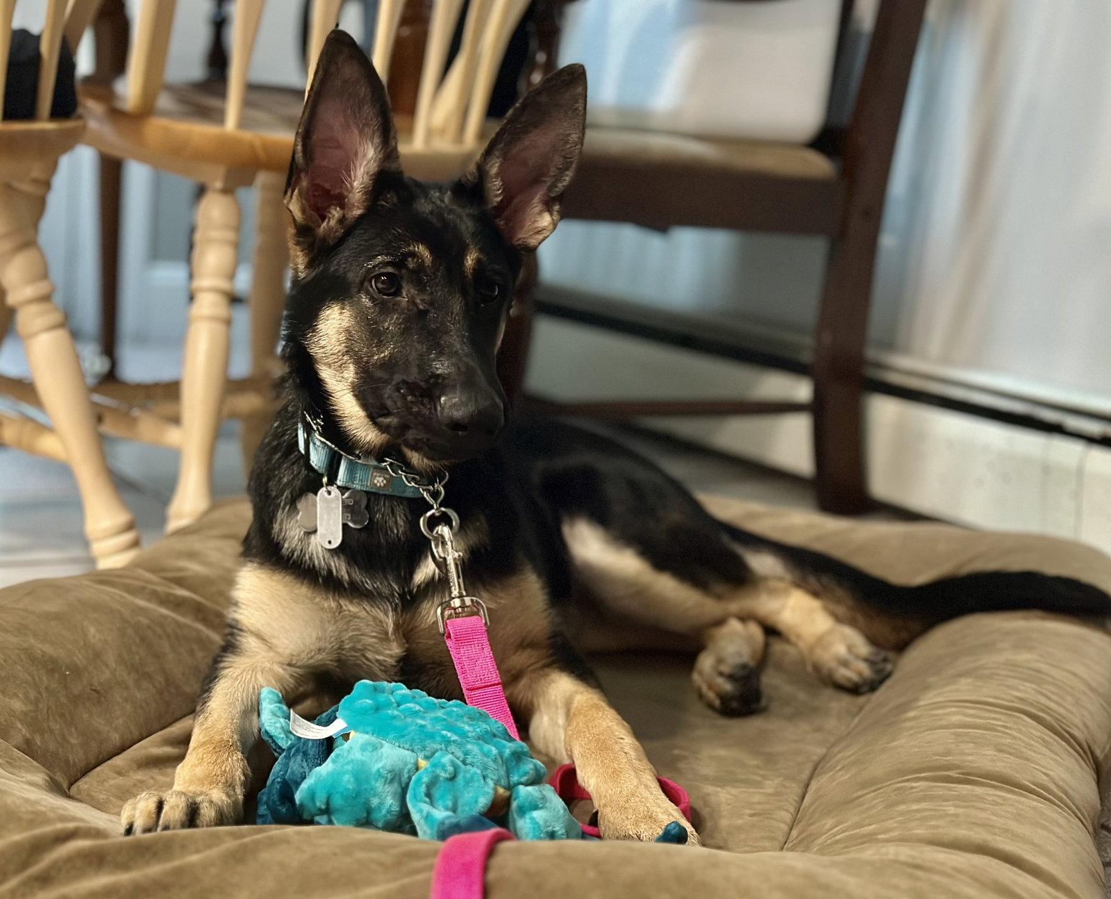 Enlarge Sasha3, a Adoptable German Shepherd Dog in Baltimore, MD image 1/3
