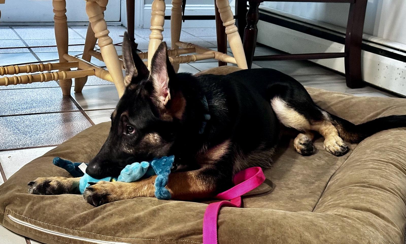 Enlarge Sasha3, a Adoptable German Shepherd Dog in Baltimore, MD image 2/3