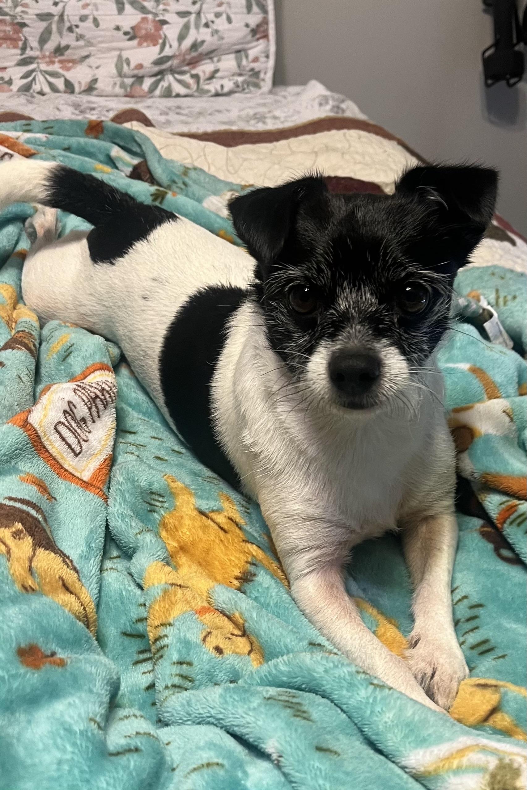 Enlarge Tater Tot, a ADOPTABLE Terrier in Plant City, FL image 5/6