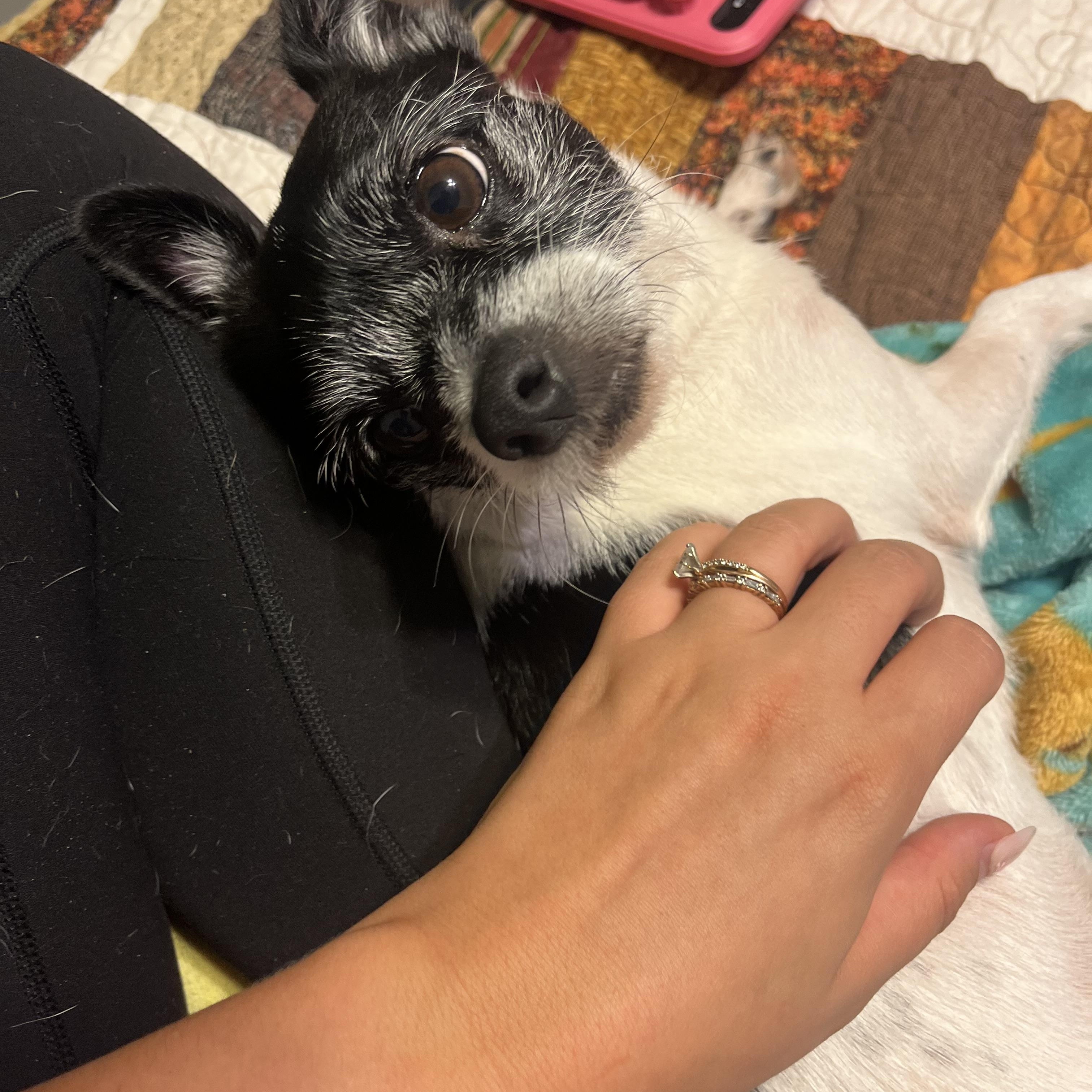 Enlarge Tater Tot, a ADOPTABLE Terrier in Plant City, FL image 2/6