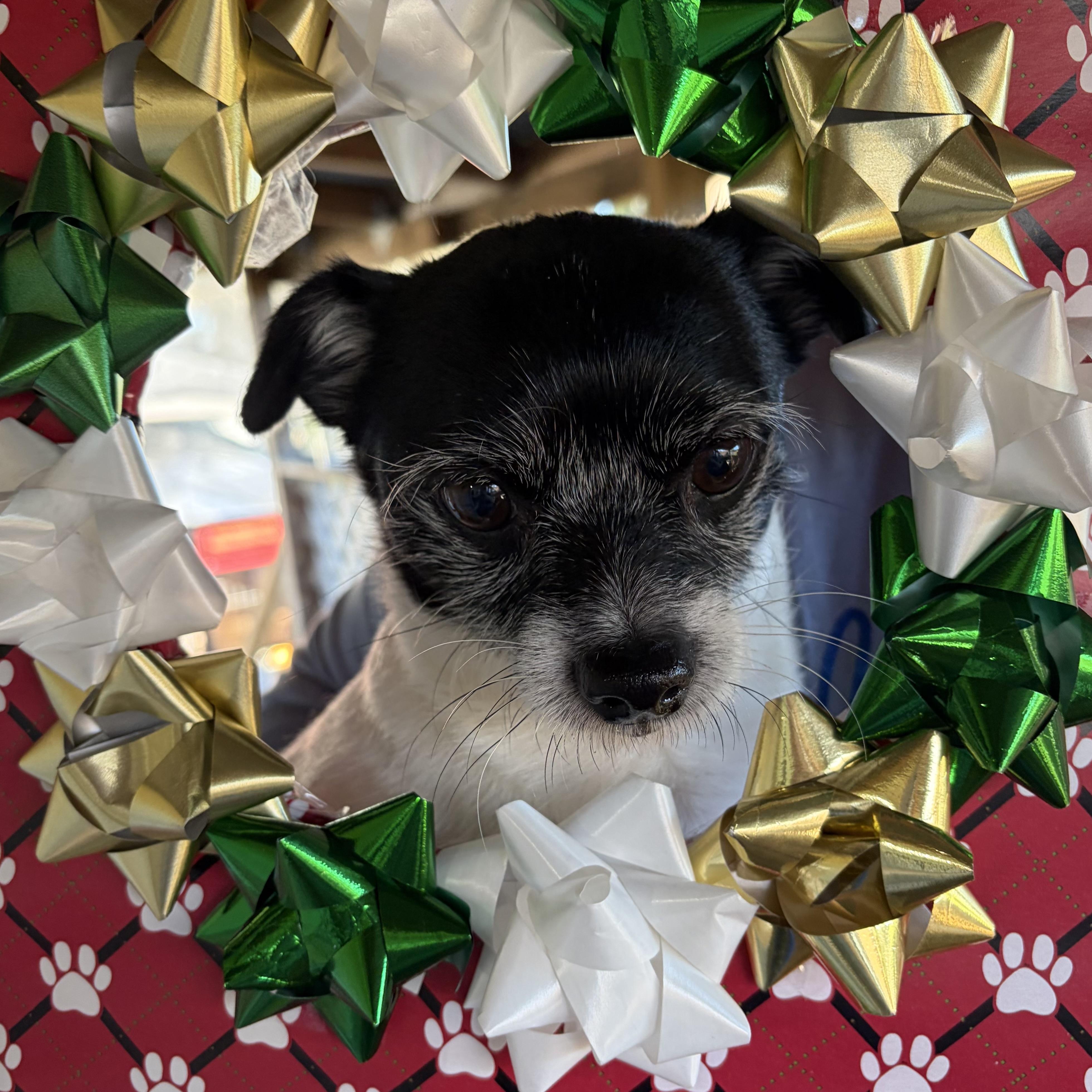 Enlarge Tater Tot, a ADOPTABLE Terrier in Plant City, FL image 3/6