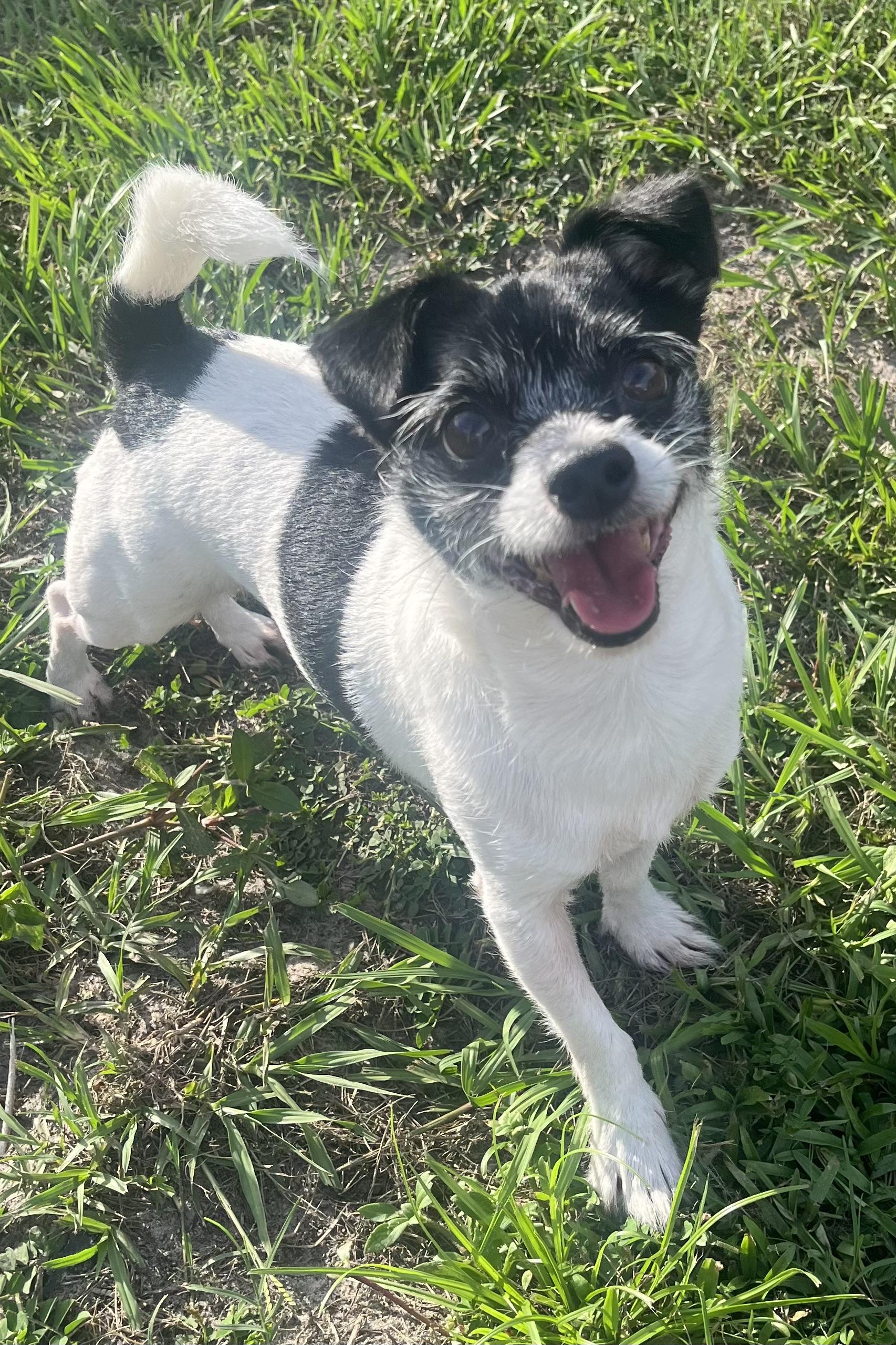 Enlarge Tater Tot, a ADOPTABLE Terrier in Plant City, FL image 1/6