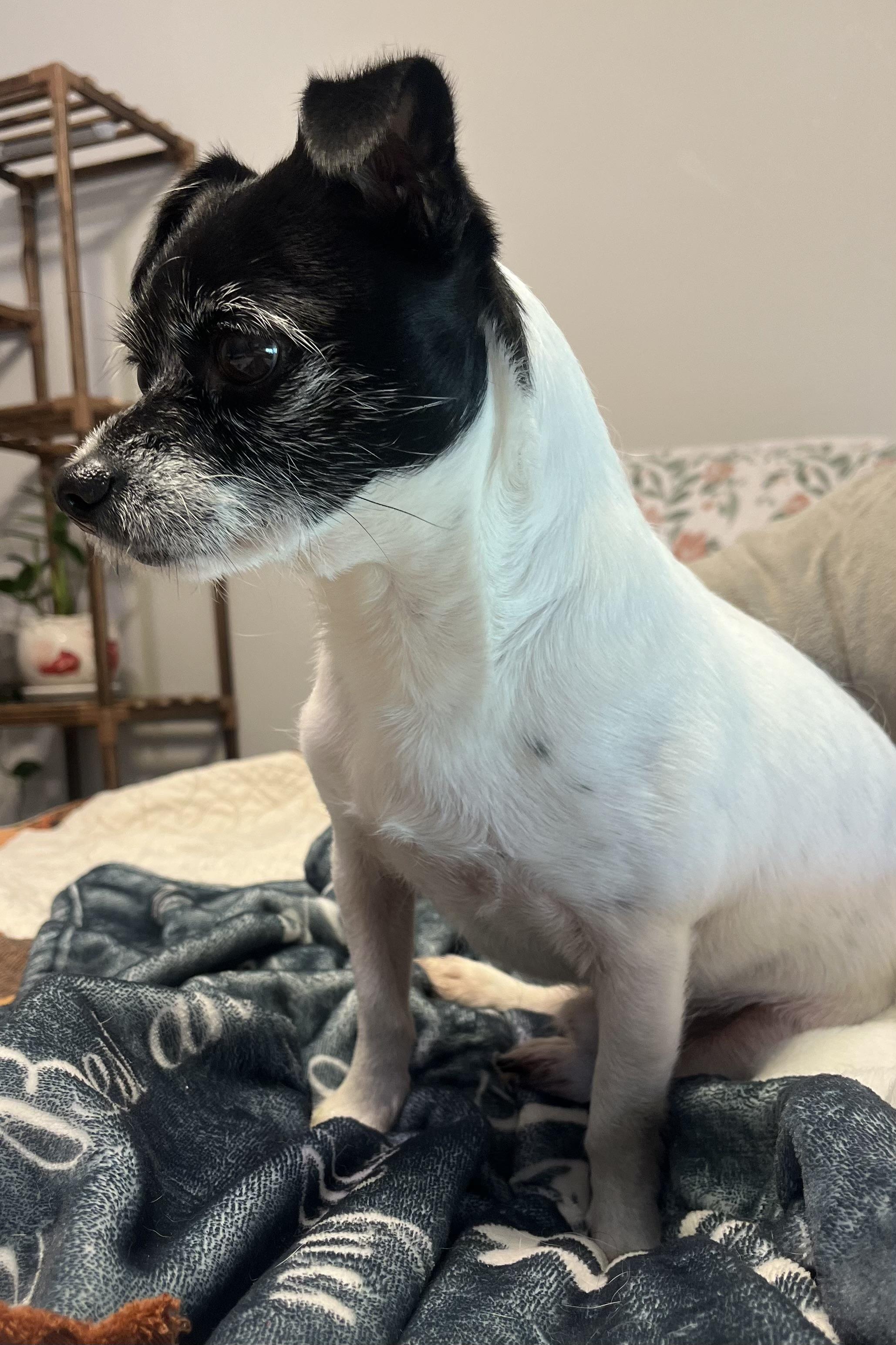 Enlarge Tater Tot, a ADOPTABLE Terrier in Plant City, FL image 4/6