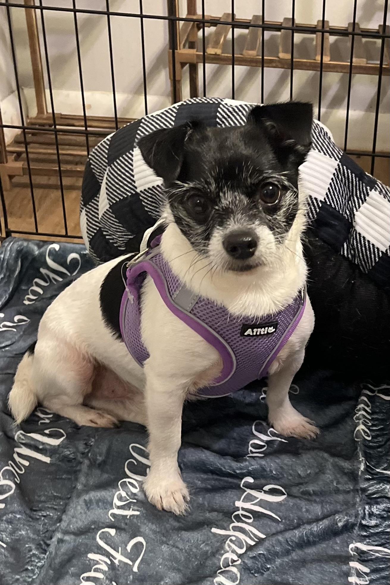 Enlarge Tater Tot, a ADOPTABLE Terrier in Plant City, FL image 6/6